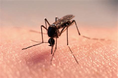 sivrisinek kaç yıl yaşar